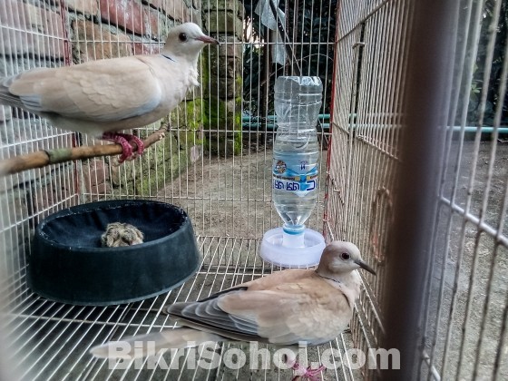 Australian Dove With Baby